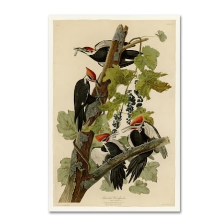 John James Audubon 'Pileated Woodpeckers' Canvas Art,22x32
